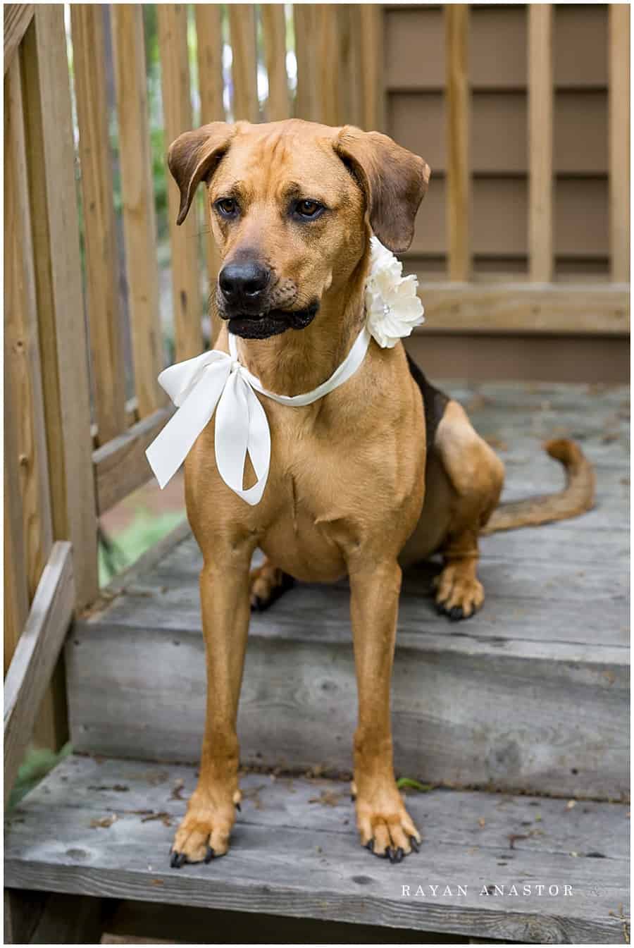 dog all dressed for wedding