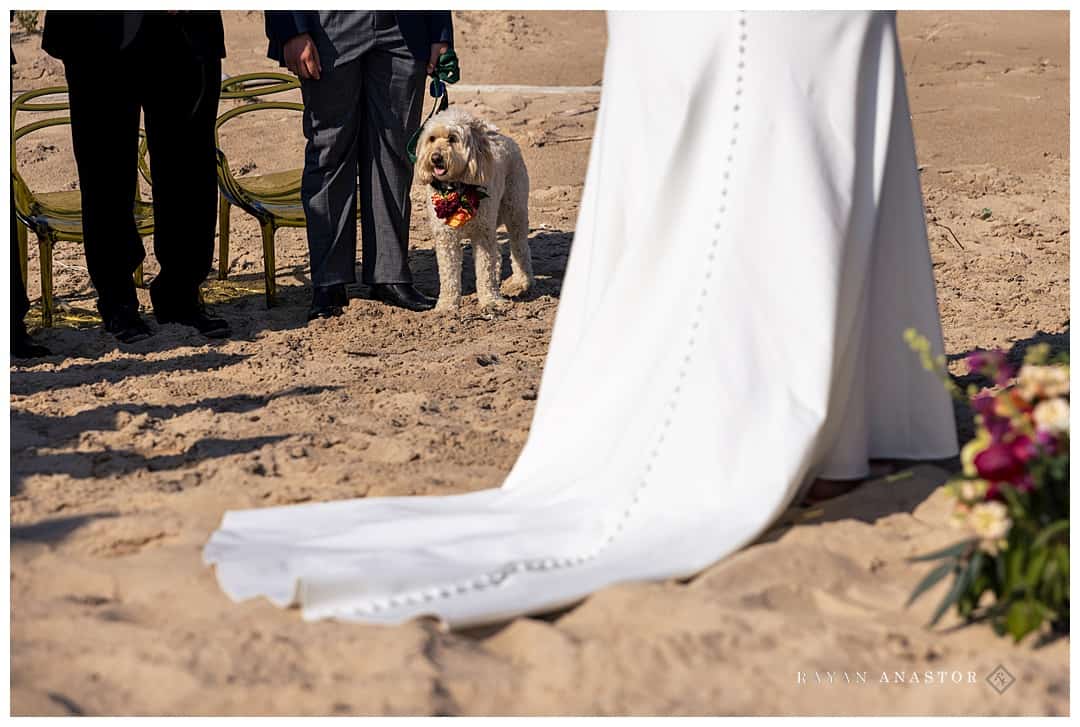 bride and grooms dog during wedding on beach